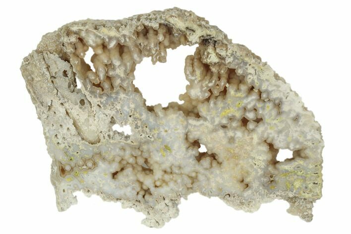 Agatized Fossil Coral Slab - Florida #188010